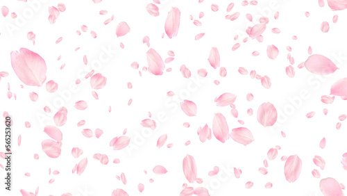 桜の花びら　奥行あり　被写界深度なし