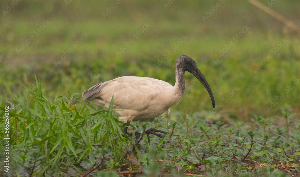 Naklejka premium Black headed ibis