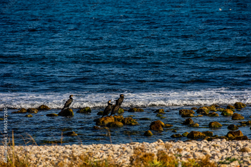 wild cormorant on the shore of the blue sea