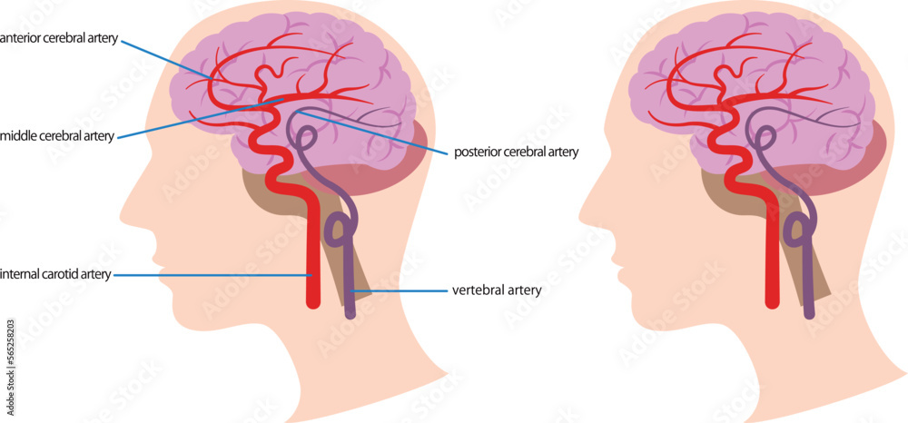 脳内の血管の図解/Illustration of blood vessels in the brain 脳内の血管の図解/Illustration of blood vessels in the brain