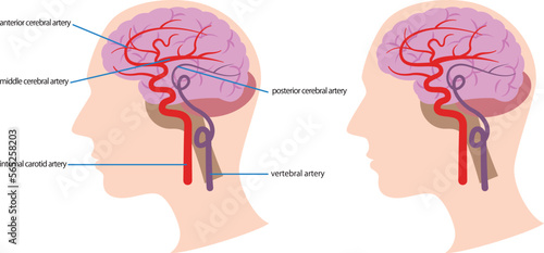 脳内の血管の図解／Illustration of blood vessels in the brain