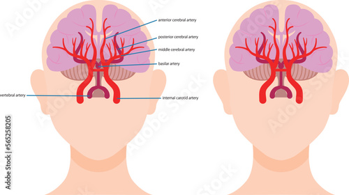 脳内の血管の図解／Illustration of blood vessels in the brain