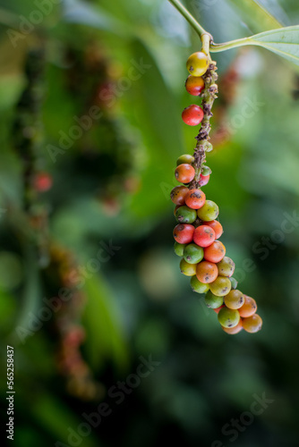 Colorful white Pepper on pepper tree in Indonesia