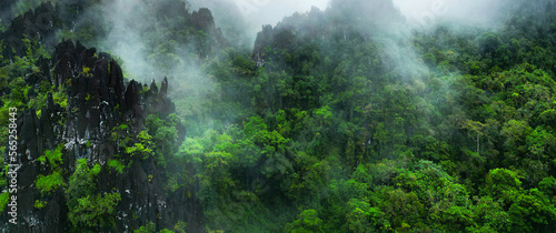Morning mist on the canopy in the mountains of the rainforest 