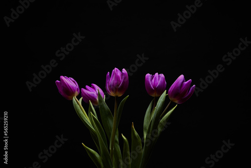 bouquet of purple tulips with green leaves on a black background