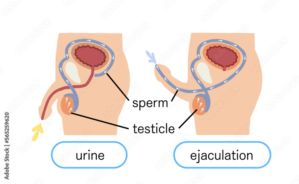 Male Genitalia How Ejaculation Works Vector Illustration Stock Male Genitalia How Ejaculation Works Vector Illustration Stock