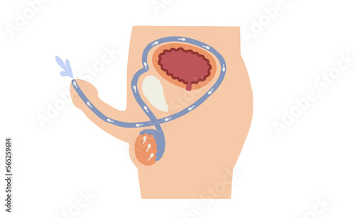 Male genitalia How ejaculation works Vector illustration