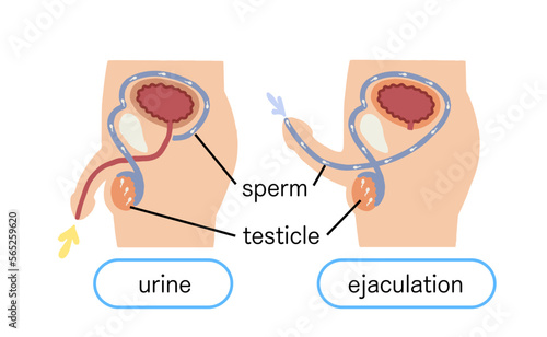 Male genitalia How ejaculation works Vector illustration