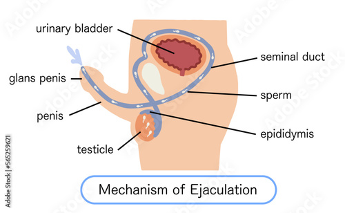 Male genitalia How ejaculation works Vector illustration