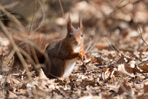 squirrel in the park
