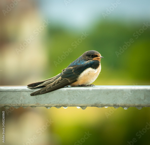 Sikorka siedząca na poręczy