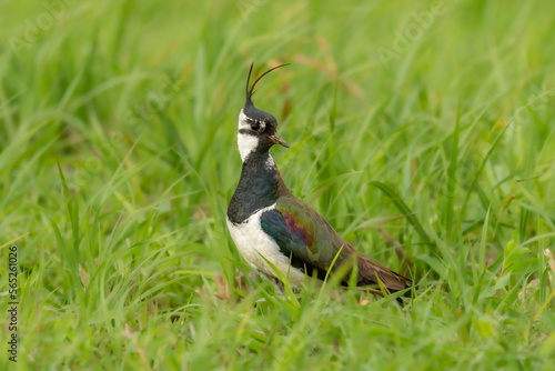 Close up of the northern lapwing (Vanellus vanellus), also known as the peewit or pewit, tuit or tew-it, green plover, or (in Ireland and Britain) pyewipe or just lapwing
