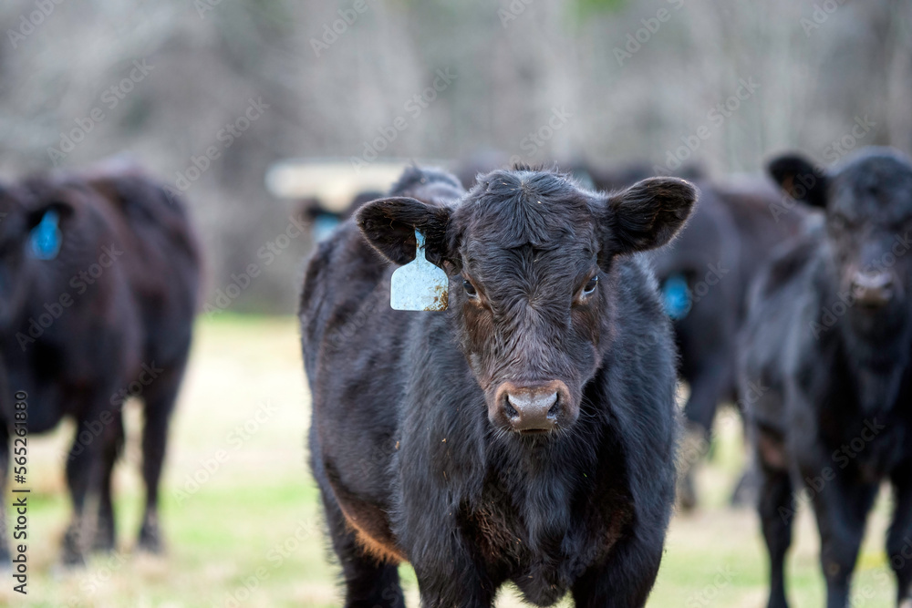 Fototapeta premium Angus calf in January in AL