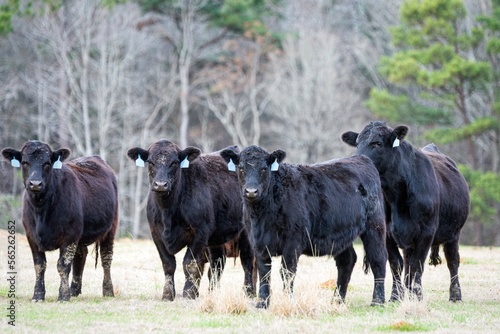 Fototapeta Naklejka Na Ścianę i Meble -  Four Angus cows in winter pasture