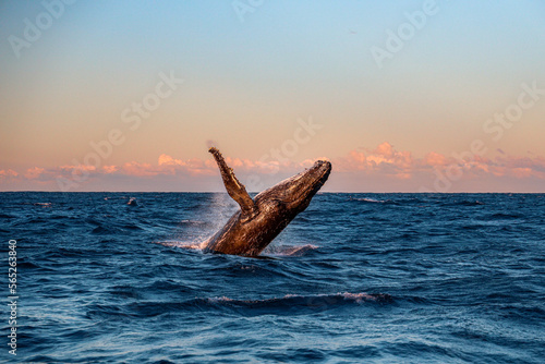 Humpback Whale Breach © Seb