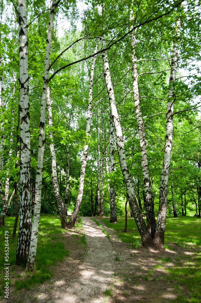 Naklejka premium Beautiful forest park with birch tree in Moscow, Russia