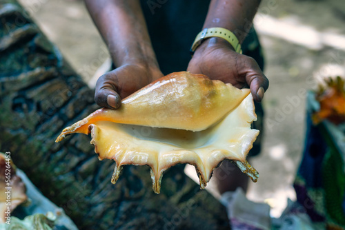 Different seashells for sale on a stall on Nungwi beach, Zanzibar, Tanzania photo