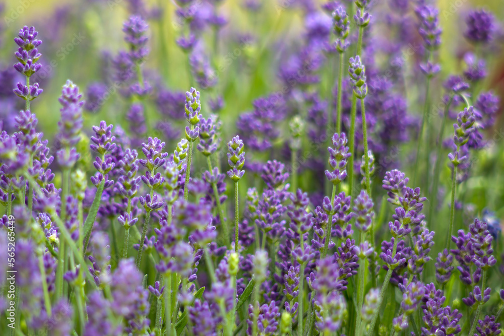 lavender flowers lavender flowers