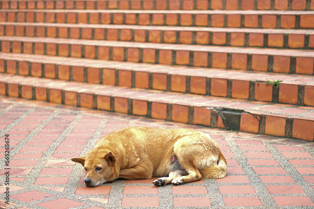 Thai dog sleep on the floor in front of stair