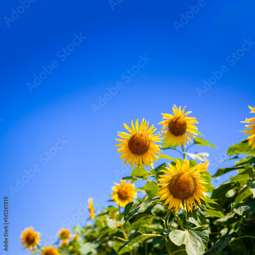 Square image of multiple sunflowers in full bloom against a blue sky.