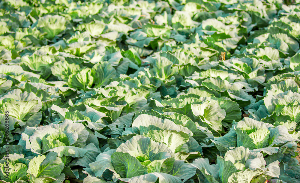 Cabbage field. Cabbage crop, agriculture and raw food. Growing vegetables. Cabbage field. Cabbage crop, agriculture and raw food. Growing vegetables.