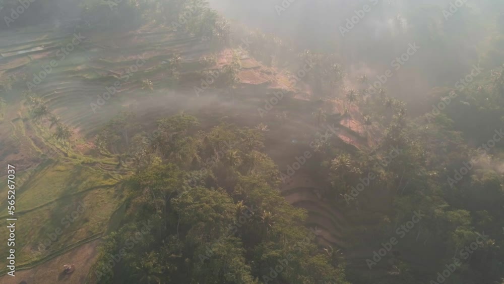 Rice terraces on slopes in tropical forest in Indonesia. Beautiful sunrise with mist and sun rays visible. Aerial view, drone footage Rice terraces on slopes in tropical forest in Indonesia. Beautiful sunrise with mist and sun rays visible. Aerial view, drone footage