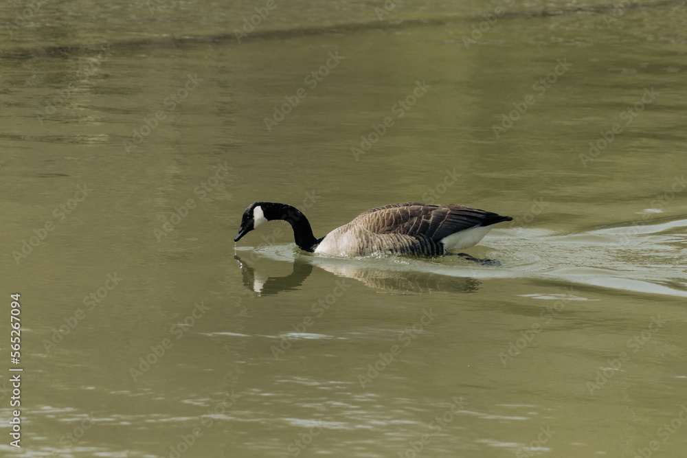 Obraz premium country goose swimming in the morning