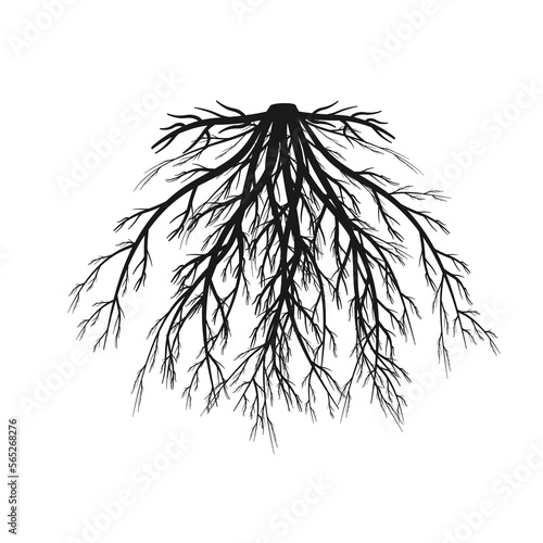 Fibrous root system. Black silhouette of branched rhizome. Vector illustration of underground part of plant