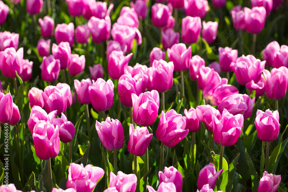 Obraz premium Blooming tulips. Spring floral background. Field of bright beautiful tulips close-up. Colorful tulips at the Holland Flower Festival. long banner