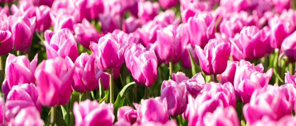 Blooming tulips. Spring floral background. Field of bright beautiful tulips close-up. Colorful tulips at the Holland Flower Festival. long banner Blooming tulips. Spring floral background. Field of bright beautiful tulips close-up. Colorful tulips at the Holland Flower Festival. long banner