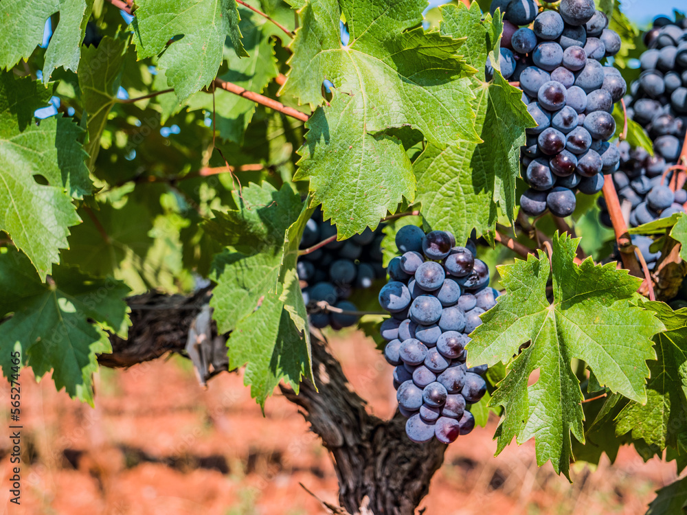 Grappes de raisins noir dans une vigne du Var.