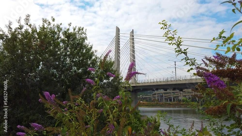 4K Portland, Oregon boom up from behind lavendar flowers to reveal Tilikum Crossing Bridge over Willamette River with mostly cloudy sky. photo