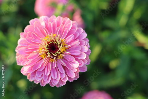 close up of dahlia flower