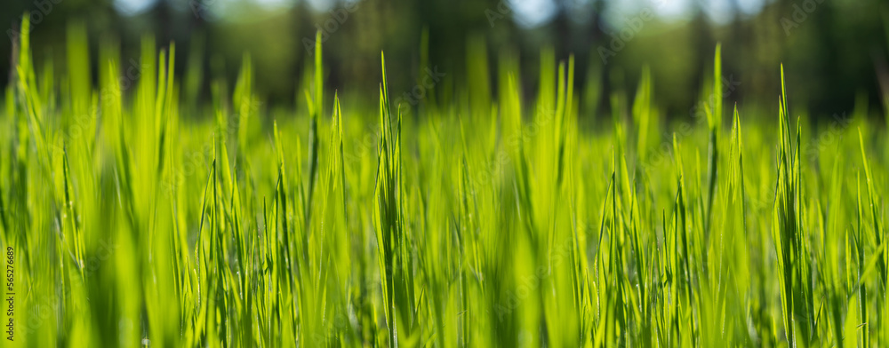 Fototapeta premium Summer background. Green grass close-up. 