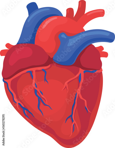 Vector illustration of human heart organ isolated on white background