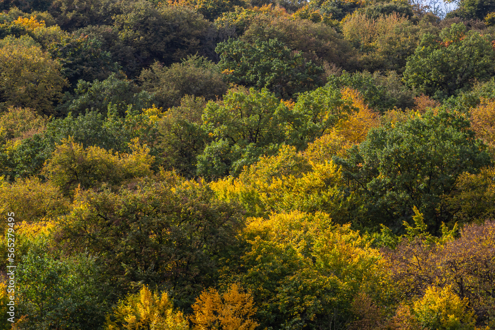 top view autumn forest texture colorful leaves. Leafy autumn forest on the hills
