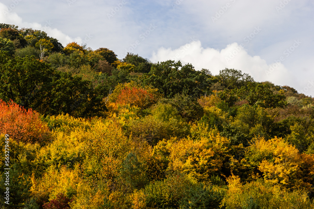 top view autumn forest texture colorful leaves. Leafy autumn forest on the hills