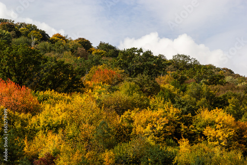Fototapeta Naklejka Na Ścianę i Meble -  top view autumn forest texture colorful leaves. Leafy autumn forest on the hills