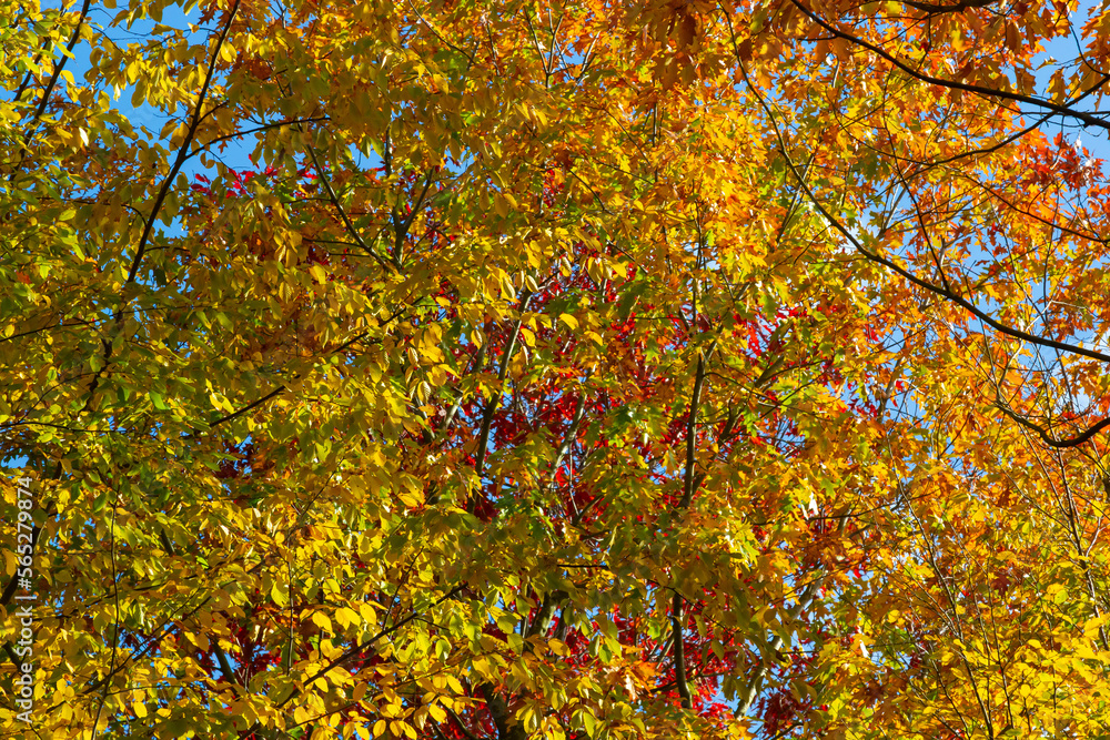 Yellow-green leaves of an autumn tree against a blue sky