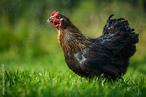 Marans hen in a summer meadow