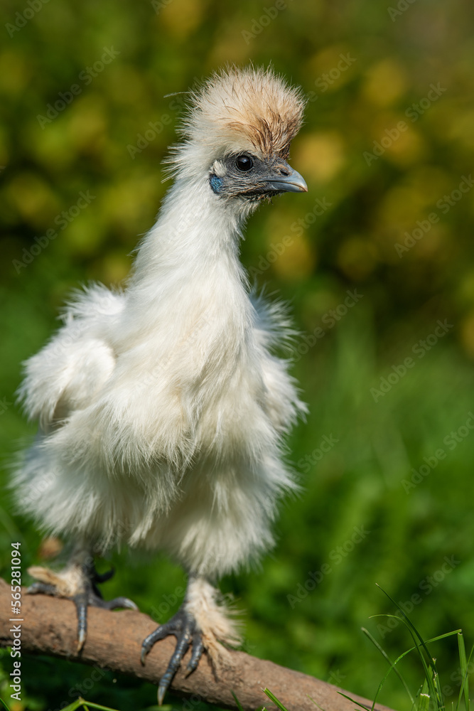 Silkie chicken in a summer meadow Silkie chicken in a summer meadow