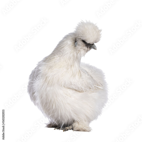 Cute fluffy white bantam Silkie chicken, standing side ways. Looking away camera. Isolated cutout on transparent background.