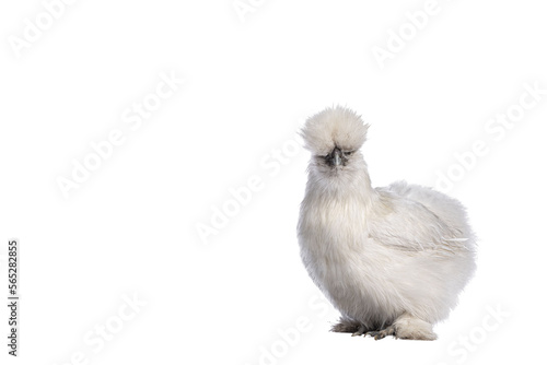 Cute fluffy white bantam Silkie chicken, standing side ways. Looking towards camera. Isolated cutout on transparent background. photo