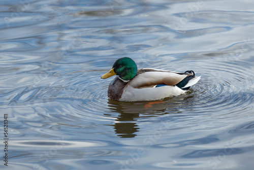 Ducks in mating season - courtship and display