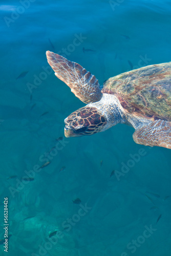 Bellissima tartaruga marina comune Caretta Caretta nelle limpide acque di Monemvasia, Grecia