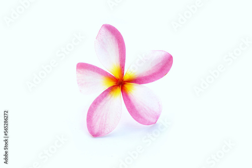 Plumeria or frangipani flower on blue background. Top view