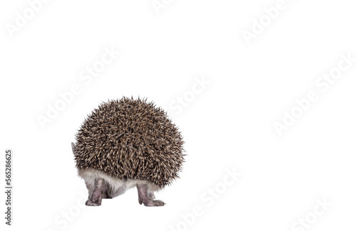 Adorable small Long eared hedgehog aka Hemiechinus auritus, walking away from camera. No face, just back side. Isolated cutout on a transparent background. photo