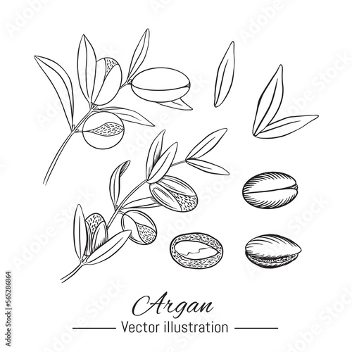 Argan plant hand drawn collection. Kernel and leaves on white background. Vector illustration.