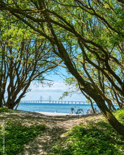 Oresund bridge or Oresundsbron blurred in the Baltic sea among tree tops as a trail leads to a beach with bicycles and people enjoying the sun. Klagsham strand in Bunkeflo strandängar nature reserve