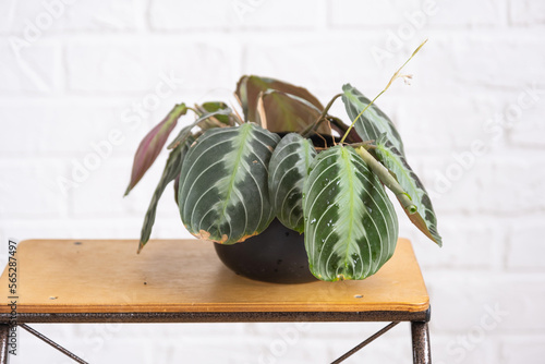 A rare variety houseplant Maranta leuconeura Massangeana close-up leaf in interior on whtite brick wall. Potted house plants, green home decor, care and cultivation photo